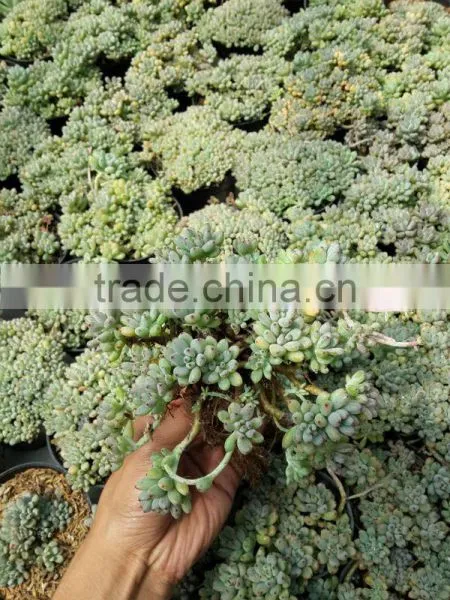 Graptopetalum Pachyphyllum Bluebean / Succulent Echeveria Blackberry photo-2