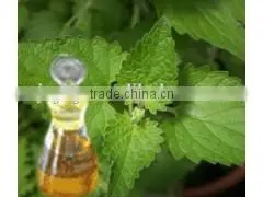 Nepeta Oil photo-3