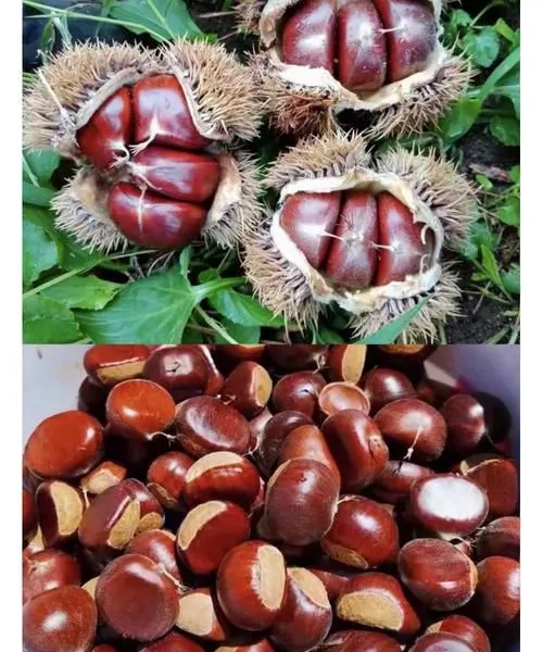 Authentic Qianxi Chestnut Wholesale | Premium Sweet China Chestnut Supplier photo-2