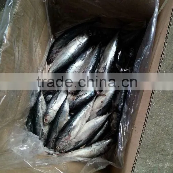 HACCP EU Frozen Quick Freeze Whole Round Frozen Bonito photo-3