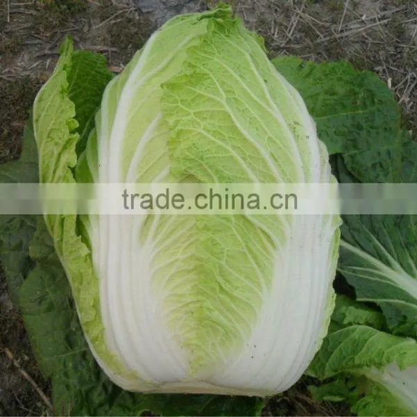 Sell New Crop Fresh Chinese Cabbage Brother Kingdom