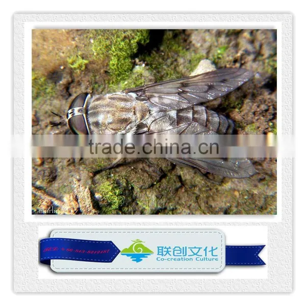 Theme Park Giant Ant Insect Models photo-4