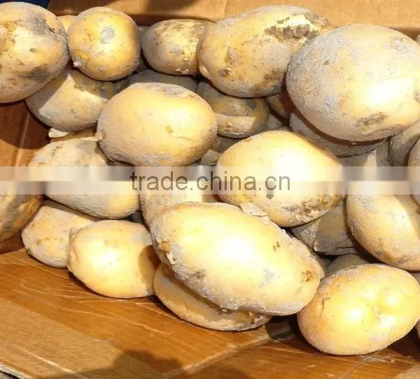 Fresh Potato From Bangladesh
