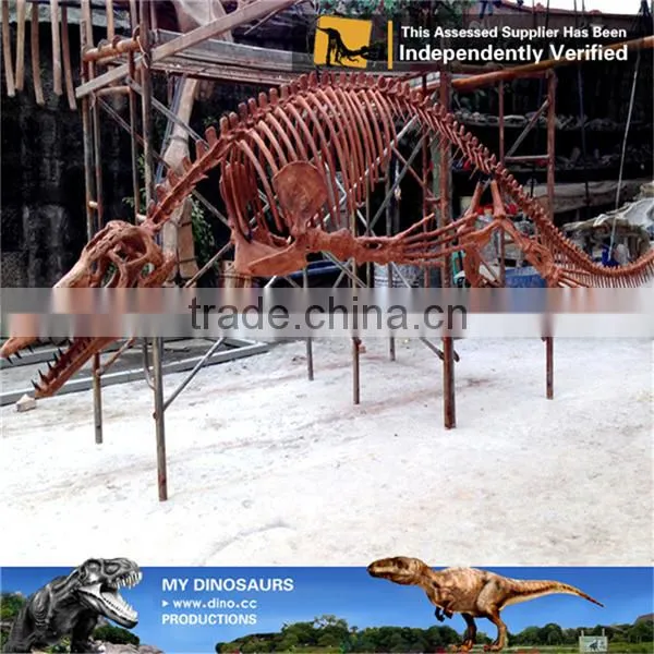 MY Dino-C074 Dinosaur Park Articulated Skeleton Models photo-6