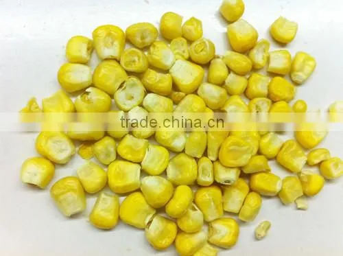 TTN Dried Corn Sweet Corn For Sale photo-4
