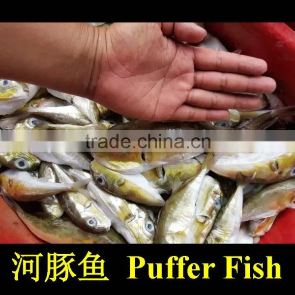 Puffer