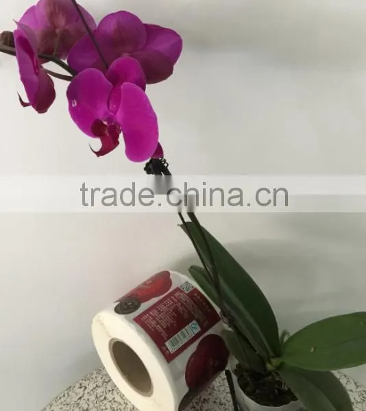 High Quality Cheap Price Paper/vinyl Rolling Glass Bottle Stickers Printed Self-adhesive Labels photo-5