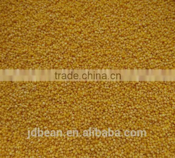 Organic Hulled Glutinous Yellow Millet for Vacuum Packing and Bulk photo-3