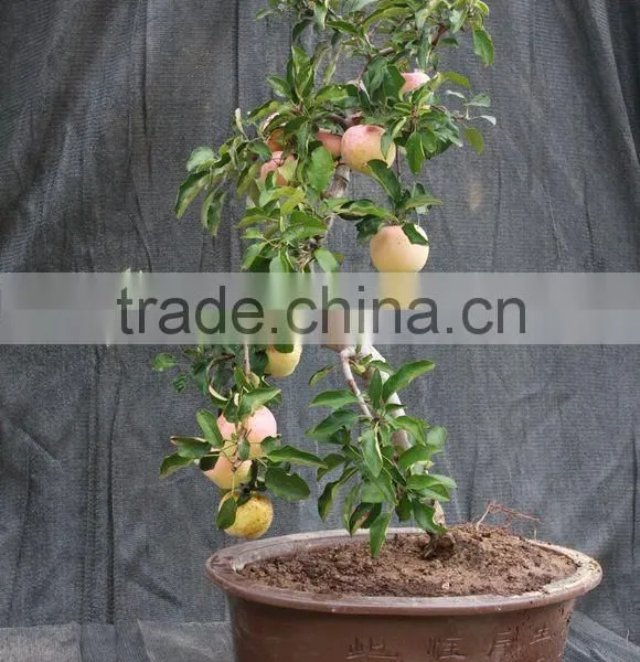 Fruit Tree Seedling photo-3