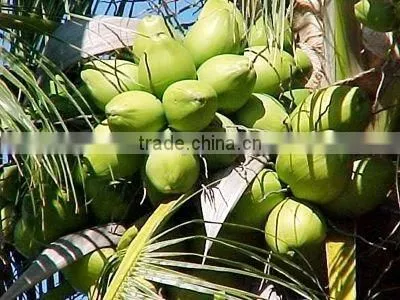 Vietnam Desiccated Coconut High-fat - Best Quality by HAGIMEX photo-3