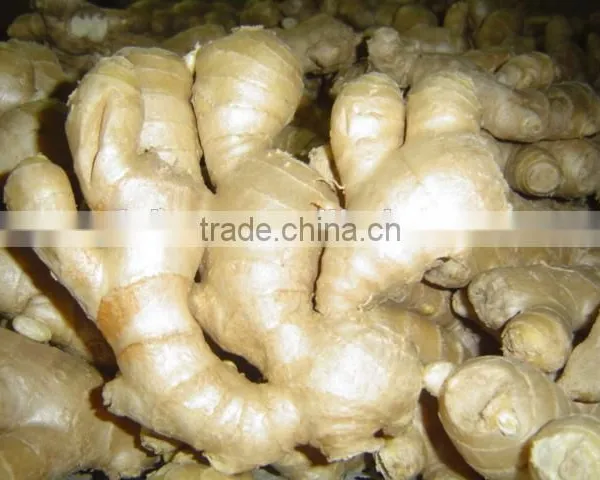 China Fresh Ginger for Sale photo-2