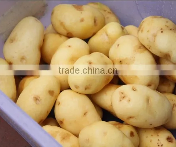 PX-1500 High Pressure Spray Potato Washing and Polishing Machine photo-3