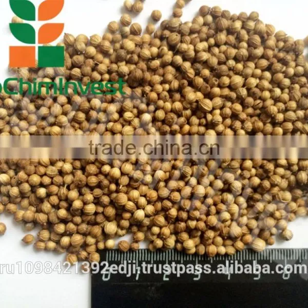 Coriander photo-5