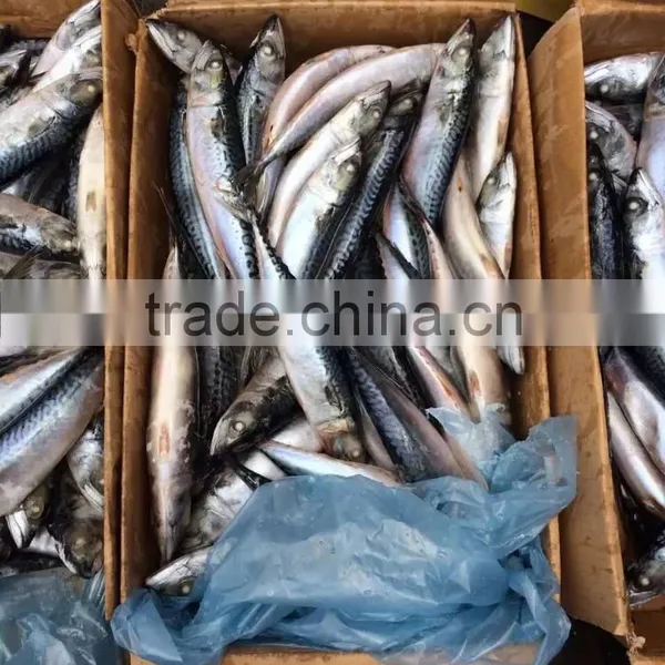 2016 HOT SALE SHIPFROZEN &SeaFrozen Pacific Mackerel 200-300g photo-3