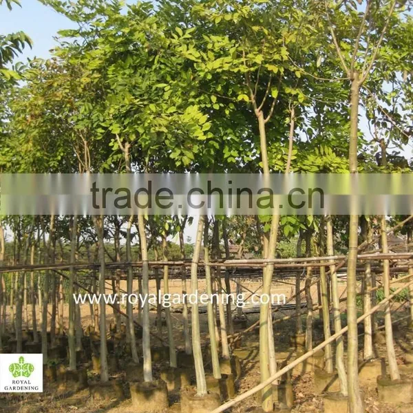 Cassia Fistula Outdoor Tropical Trees photo-2