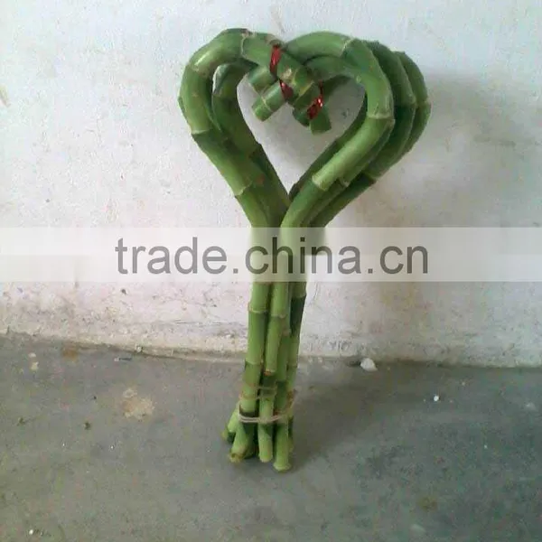 Lucky Bamboo Dracaena Sanderiana Heart Shape photo-2