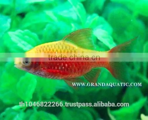 Rosy Barb Fish Farm For Sale and Export photo-4
