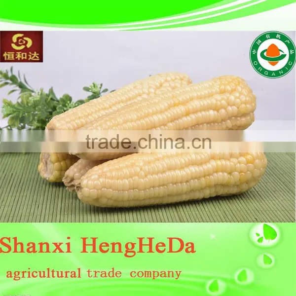 More Color Corn Supplier photo-6