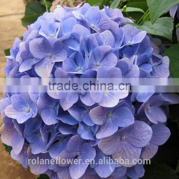Colorful Hydrangea High Quality Natural White Hydrangea From Yunnan, China photo-6