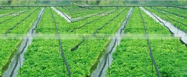 Wasabi Price Reasonable photo-2