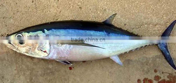 The ship frozen bonito fish