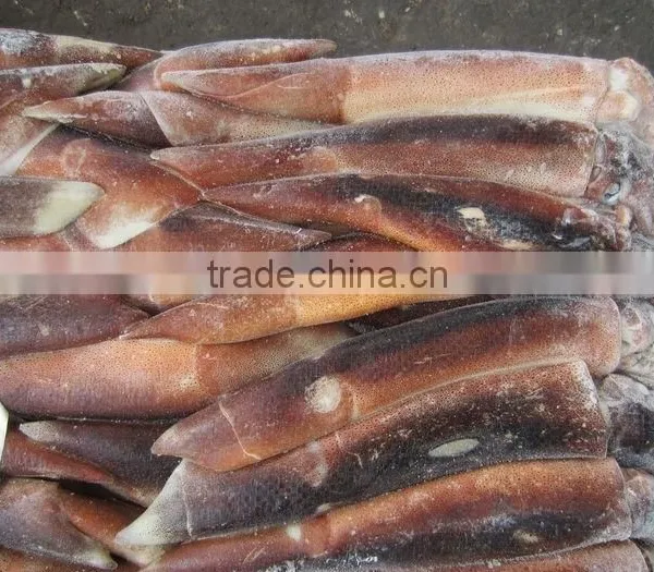 Frozen Squid /Illex Squid /Argentine Squid