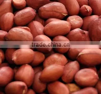 Agricultural Health Snack Food Dry Roasted Peanuts/red Skin Peanut Kernels Dry Roasted Peanuts/red Skin Peanut Kernels photo-2