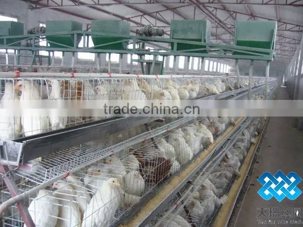 Chicken Cages/layer Chicken Cage photo-3