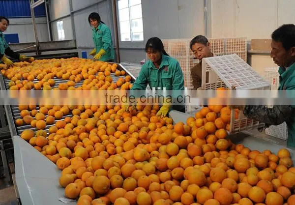 Orange Grading Machine Sorter Grader photo-3