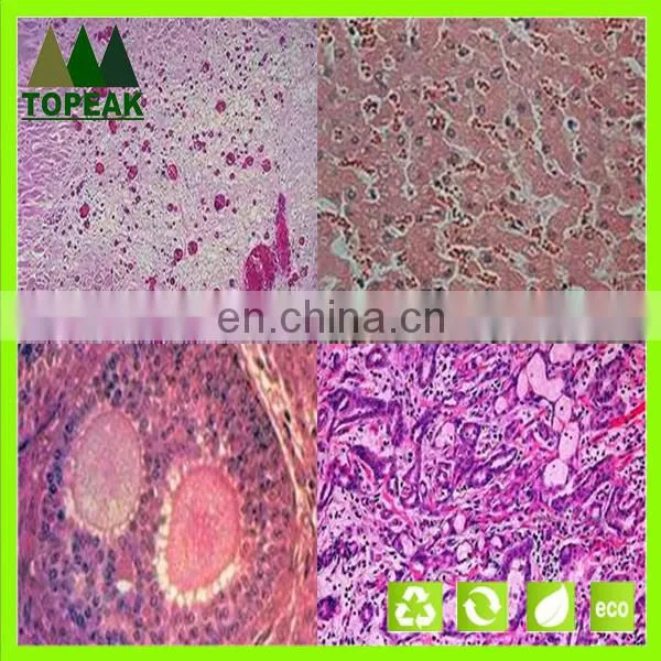 Laboratory Research Human Histology Prepared Microscope Slides Educational Prepared Slides photo-2