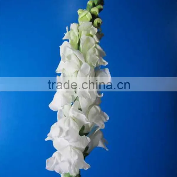 Fashionable Top Sell White Snapdragon Flower photo-4