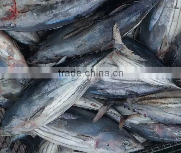 Seafrozen Tuna Fish