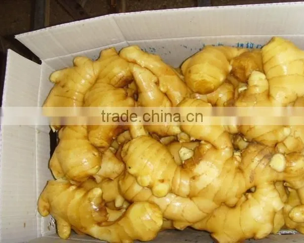 Good Price of the Ginger photo-5