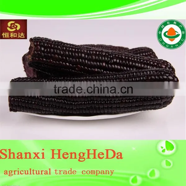 New Style New Products for Teenagers Yellow Maize Corn From Pakistan photo-2