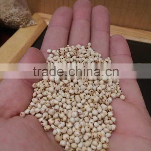 WHITE SORGHUM photo-2