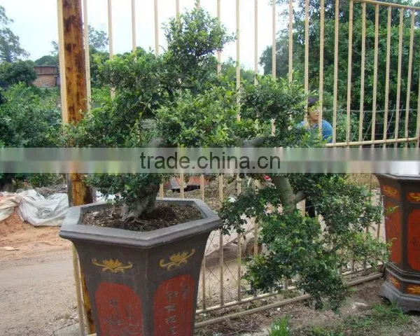 Landscaping and Outdoor Bonsai Usage Chinese Ulmus Pulila photo-6