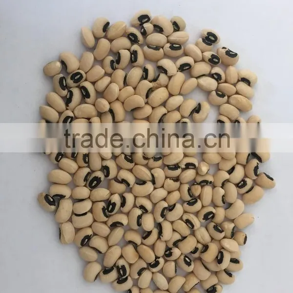 JSX Fair Trade Black Eye Beans and Brown Eye Beans Types of Export Cowpea Bean photo-4