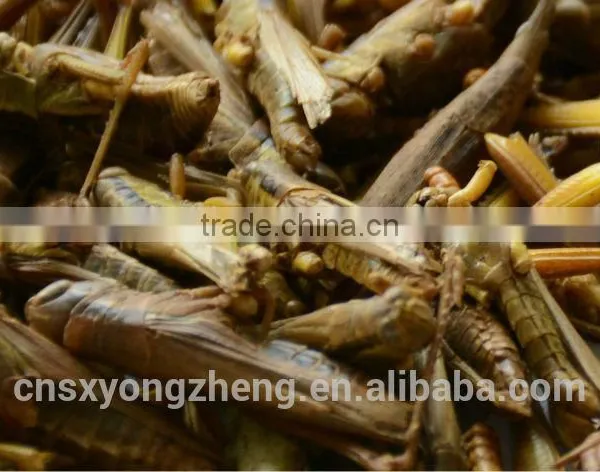 Freeze Dried Locusts For Wild Bird & Pet Fish Food photo-4