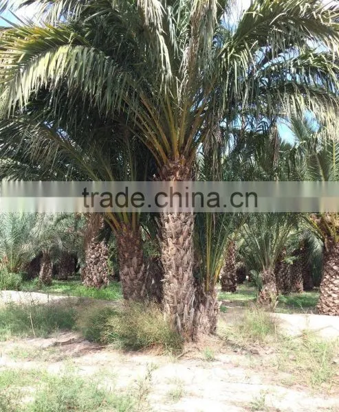 Phoenix Dactylifera "Date Palm Tree" photo-2