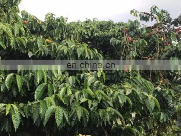 Coffee Beans photo-4