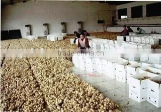 Slim Ginger Factory photo-2