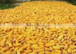 Yellow Maize
