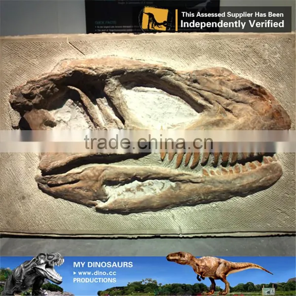 MY Dino-C095 Dinosaur Fossil Specimen for Home Decor photo-4