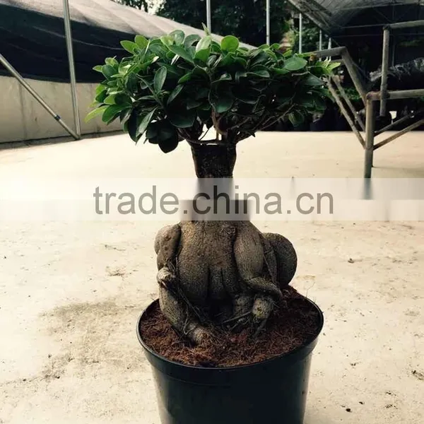 Green Foliage Plants Money Tree British Plants and Flowers photo-3
