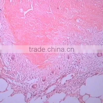 Superfine Medical Prepared Microscope Slides of Moving-point Muscle photo-4