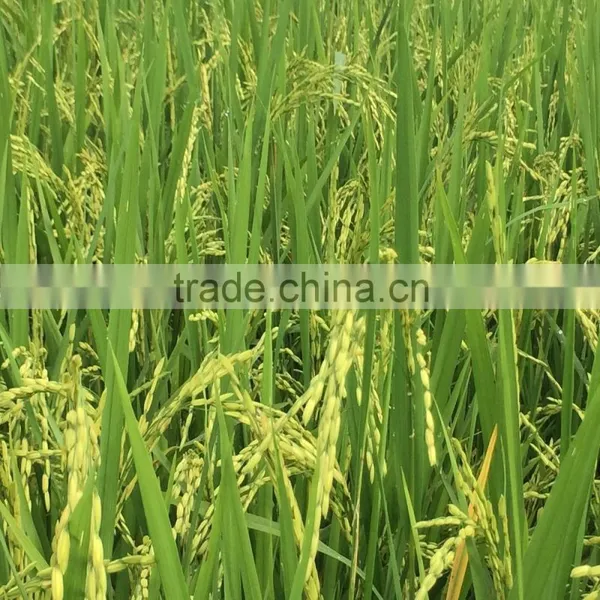 BEST PRICE 5% BROKEN VIETNAM PARBOILED YELLOW RICE photo-2