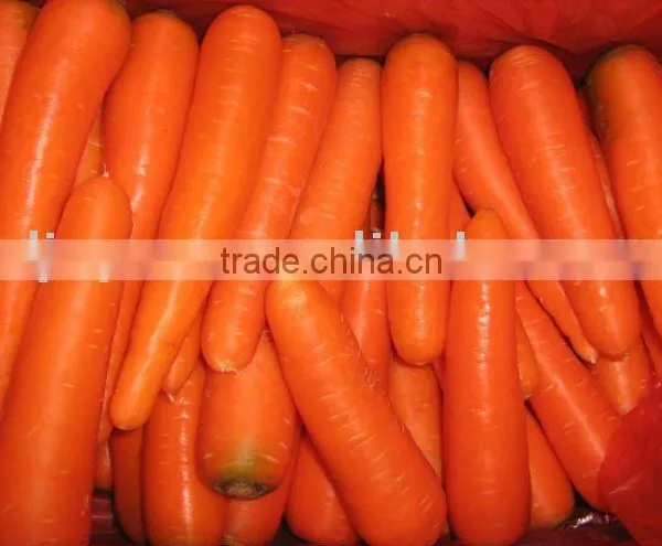 Fresh Carrot