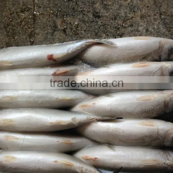 Frozen W/R Seafood Pacific Mackerel Fresh High-quality Pacific Mackerel