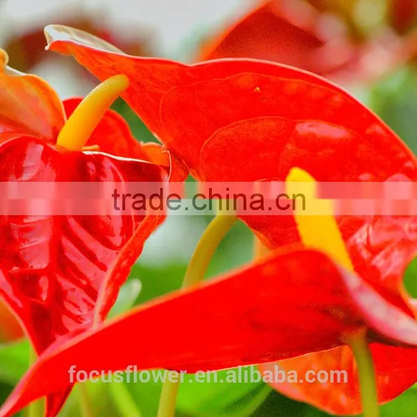 High Quanlity Anthurium Cut Flowers for Valentine's Day photo-5