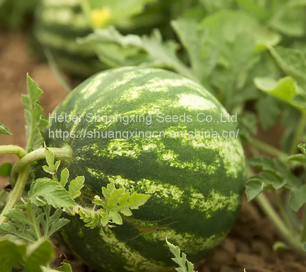 Chinese Crimson Sweet Hybrid Watermelon Seed photo-4